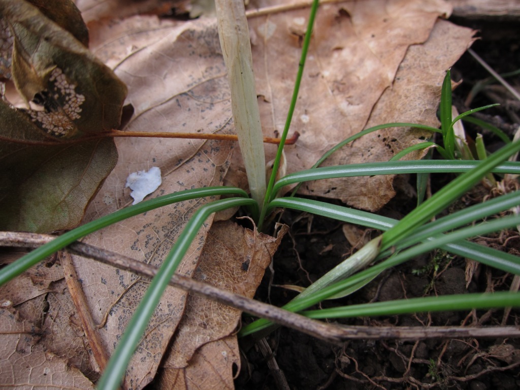 Crocus imperati Ten. / Zafferano d'' Imperato